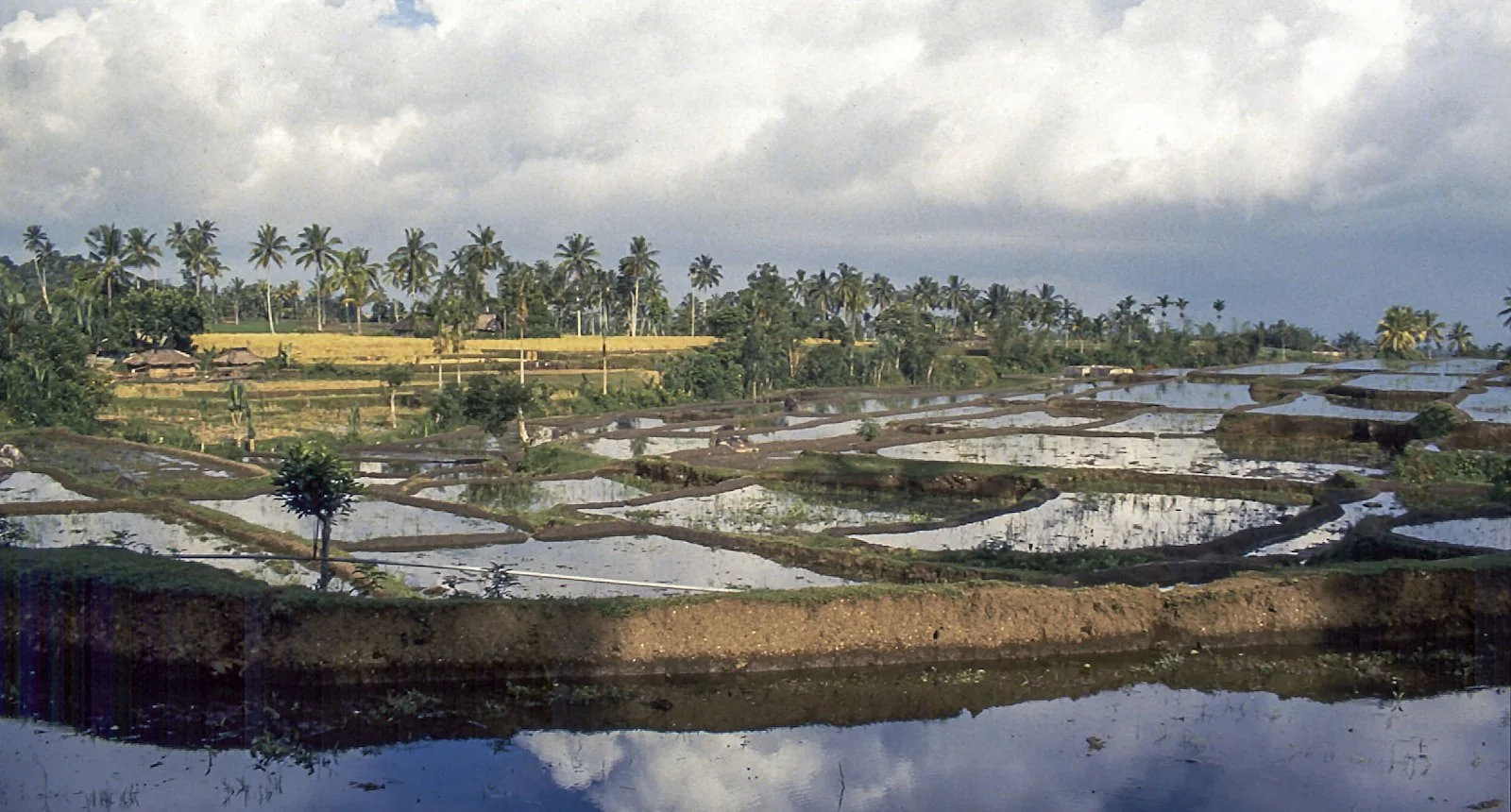 Persawahan bertingkat dan pepohonan hijau di lanskap Lombok
