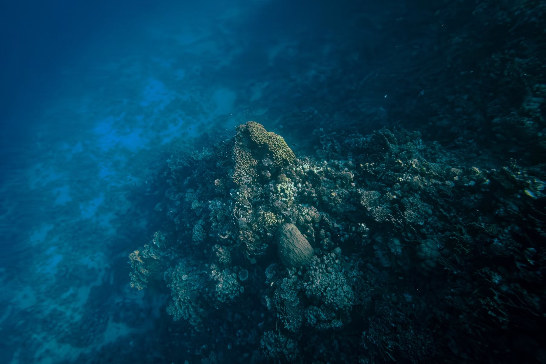 Terumbu karang di bawah laut sebagai ilustrasi persiapan diving