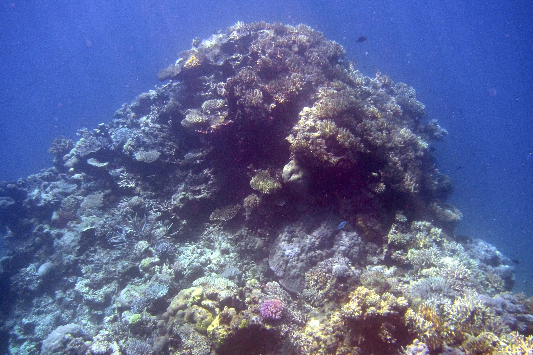 Terumbu karang berwarna-warni sebagai ilustrasi snorkeling